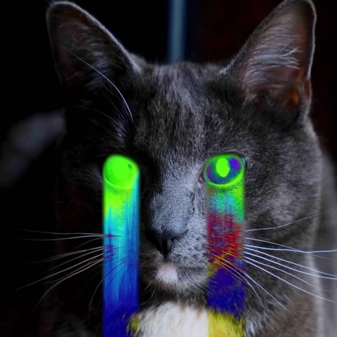 Abstract Cat Video stock 143718756