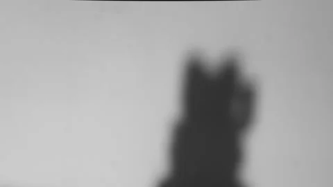 Abstract cat shadows dance moving arm dynamically across a bright, minimalist Video stock 318610924