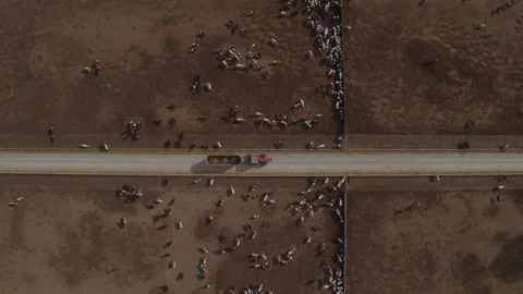 Abstract Cattle feed lot from a drone, birds eye view Stock Footage 236176979