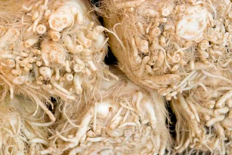 Abstract celery background Stock Photos