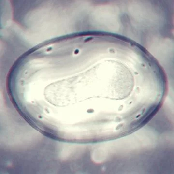 Abstract cell of virus or pathogenic bacterium illustration Stock-Illustration