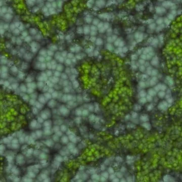 Abstract cell of virus or pathogenic bacterium illustration Illustrazione stock