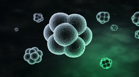 Abstract cells in division phase, 3d animation Vidéo 51794954