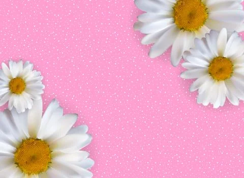 Abstract Chamomile Flowers Natural Spring and Summer Background 스톡 일러스트