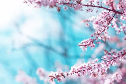 Abstract cherry blossom Stock Photos