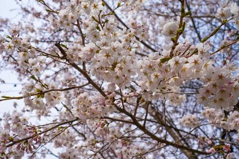 Abstract cherry blossom, Soft focus, Background Foto stock