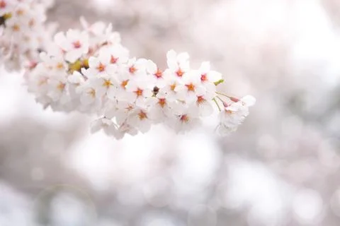 Abstract cherry blossom in spring with soft focus, background Stock Photos