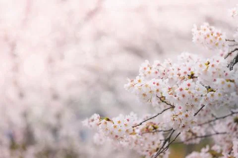 Abstract cherry blossom in spring with soft focus, background Foto stock