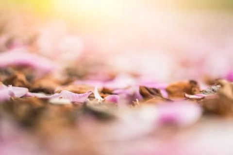 Abstract cherry tree petals on ground Stock Photos