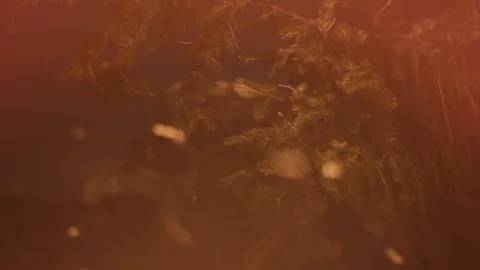 Abstract Christmas background with new year tree. Falling snow. Stock Footage 71075348