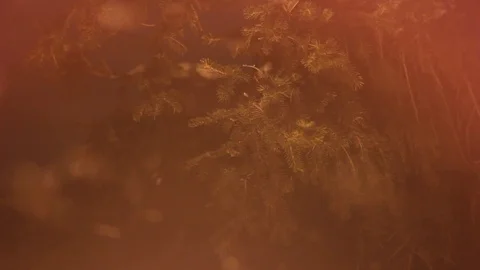 Abstract Christmas background with new year tree. Falling snow. Stock Footage 71075355