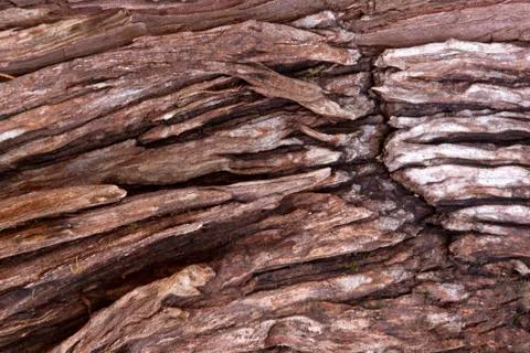 Abstract close up of ageing bark on tree Stock Photos