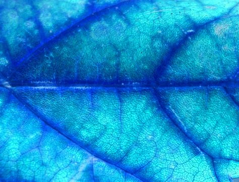 Abstract Close Up of and Autumn Leaf Veins in Blues For Background Foto stock