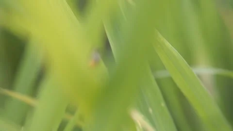 Abstract Close-Up of Blades of Grass, Blurred Green Texture Stock Footage 301082403