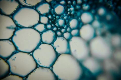 Abstract close-up of bubbles in a blue liquid, showcasing intricate pattern.. Stock Photos