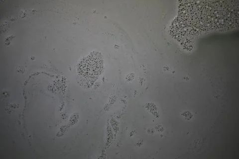 Abstract Close-Up of Bubbles Forming Patterns on Grey Liquid Surface Stock Photos