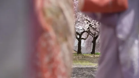Abstract Close Foreground of Kimono Against Cherry Blossoms Stock Footage 346219420