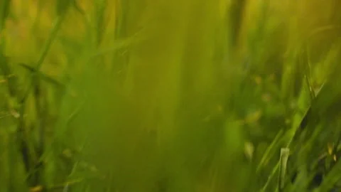 Abstract close up of green grass blades swaying in the wind Stock Footage 339353053