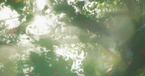 Abstract close-up of leaves in sunlight Stock Footage 143286366