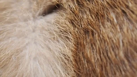 Abstract close up macro white and brown rough cat fur moving Stock Footage 81942558