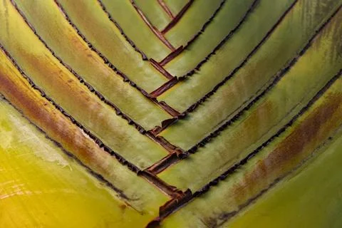 Abstract close up pattern of banana leaf stalk V shape texture Stock Photos