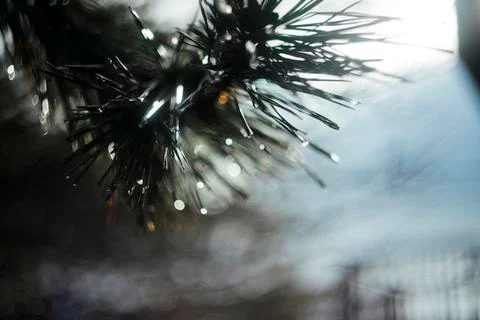 Abstract close up of pine needles Stockfoto's