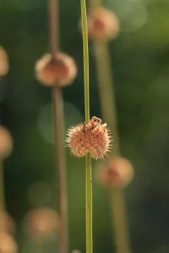 Abstract close up plant. gradually unsharp background. Stock Photos