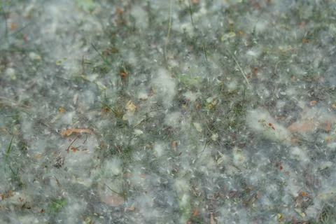 Abstract Close Up of Poplar Seed Fluff on Grass Stock Photos