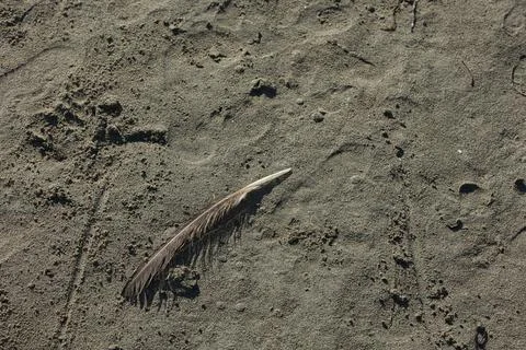 Abstract close-up of sand ripples on a beach in Vlora, Albania August  2025. Stock Photos