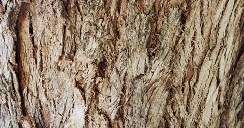 Abstract close up shot of old large tree bark with textures and cracks Stock Footage 205535908