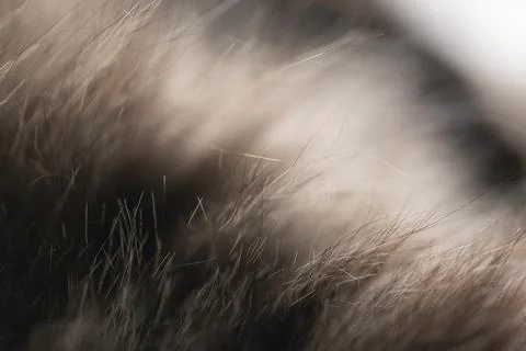 Abstract close up of soft brown cat fur texture Foto stock