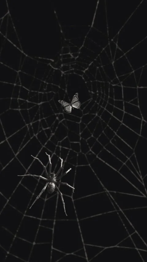 Abstract Close-Up Of Spider Web In The Dark With Spider. Stock Footage 318779762