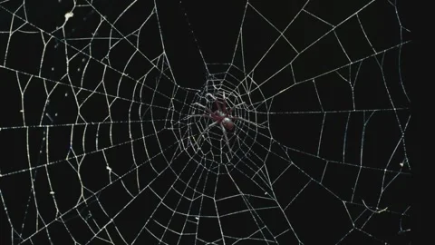 Abstract Close-Up Of Spider Web In The Dark With Spider. Stock Footage 318779763