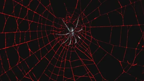 Abstract Close-Up Of Spider Web In The Dark With Spider. Stock Footage 318779764
