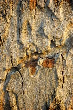Abstract close-up texture shot of brown tree bark, filling the frame. Stock Photos