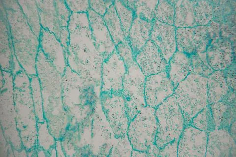 Abstract close-up of a textured surface with blue and white patterns resemb.. Фото