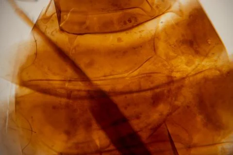 Abstract close-up of translucent amber-colored material with intricate text.. Stock Photos