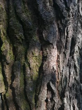 Abstract Close up of Tree Bark Stock Photos