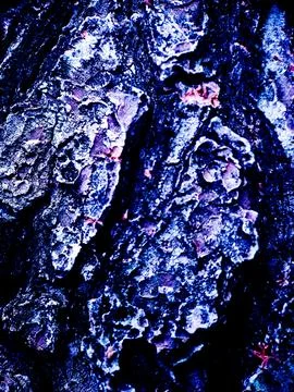 Abstract close up of tree bark with a vibrant blue and purple color palette.. Stock Photos