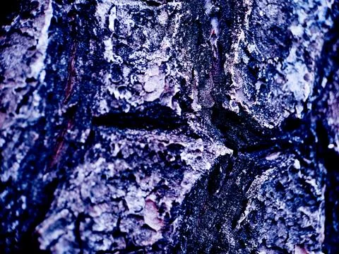 Abstract close up of tree bark with a vibrant blue and purple color palette.. Stock Photos