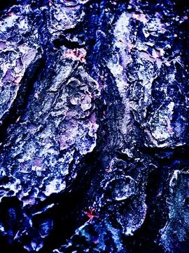 Abstract close up of tree bark with a vibrant blue and purple color palette.. Stock Photos