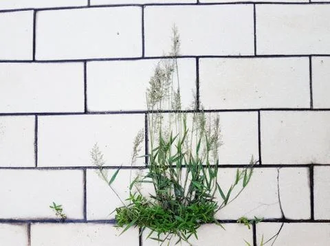 Abstract close-up view of grass on white tile background Stock Photos