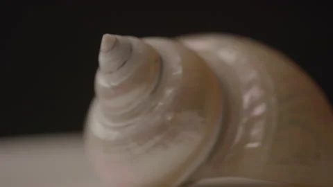 Abstract close up of white Shell Turning in Studio Light with Black Backdrop Stock Footage 222006634