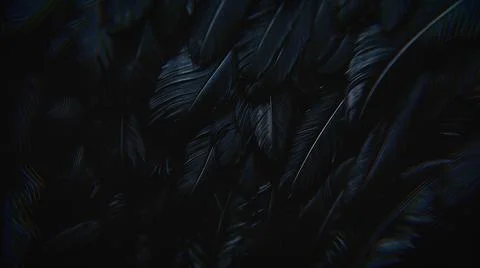 Abstract Closeup Feather Texture Stock Photos