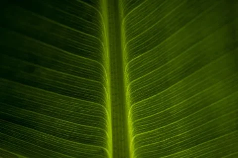 Abstract closeup of green leaf with feather vein pattern Stock Photos
