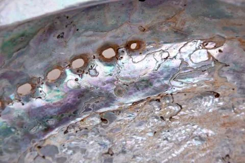 Abstract closeup of patterned and textured abalone shell Stock Photos