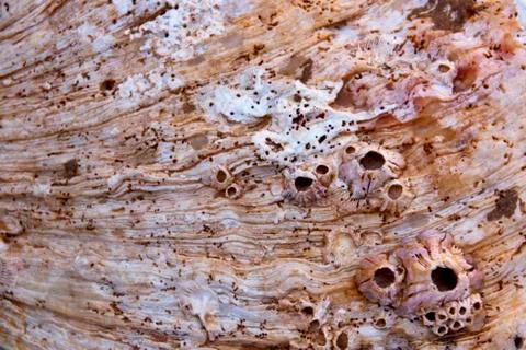 Abstract closeup of patterned and textured abalone shell Stock Photos