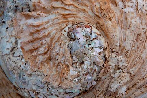 Abstract closeup of patterned and textured abalone shell Stock Photos