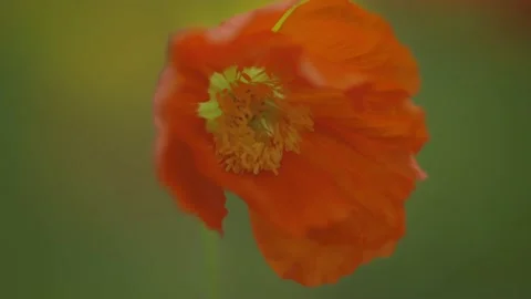Abstract closeup shot of Tulips with soft focus Stockbeeldmateriaal 162818057