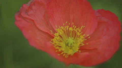 Abstract closeup shot of Tulips with soft focus Video stock 162818100
